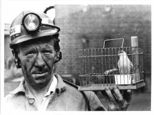 canarie in a cage coalmining