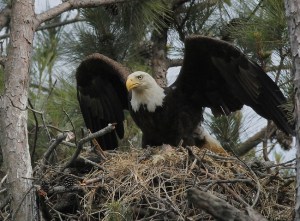 EagleWingsRaisedToFlyOutOfNest