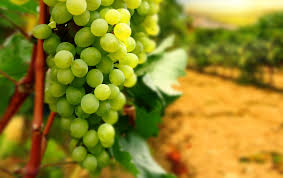 To Bear Fruit