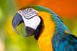 parrot