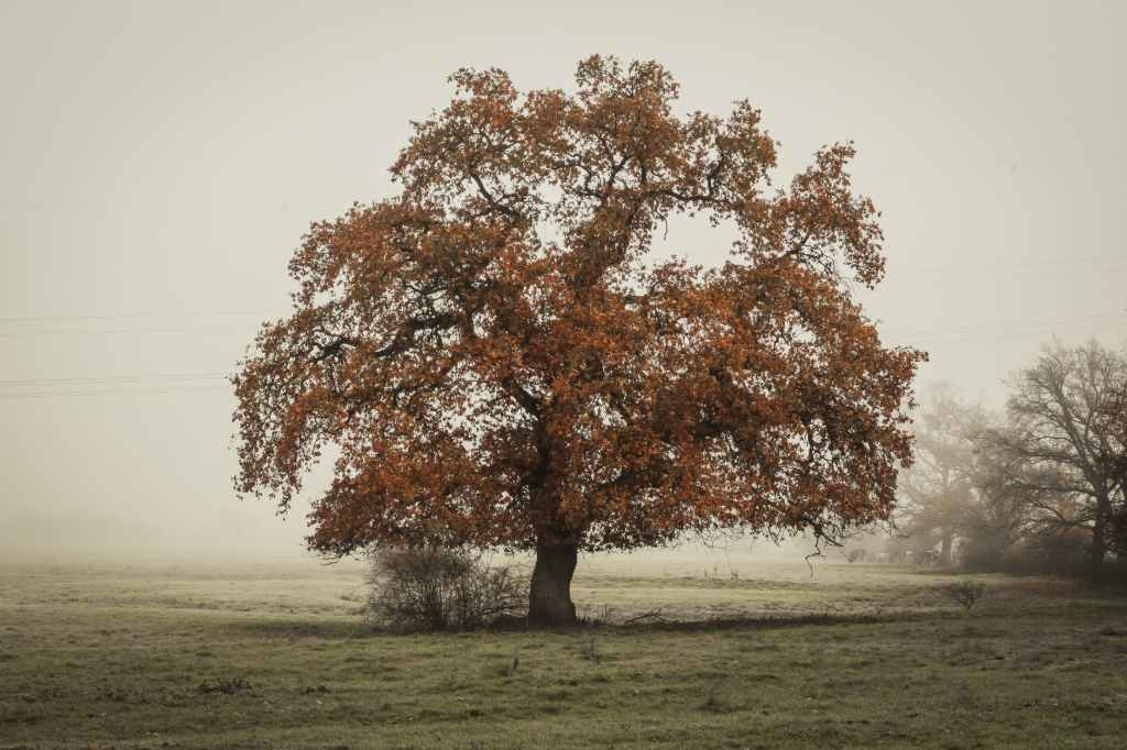 Deep Roots